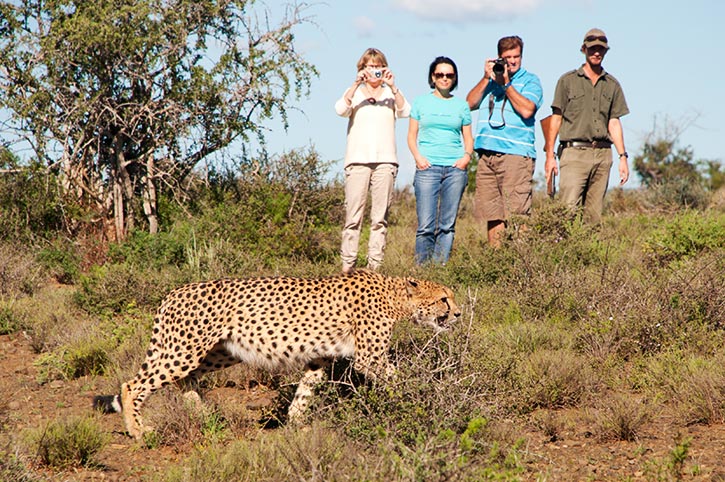 Kuzuko Lodge Cheetah Walk