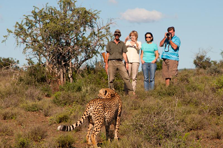 Kuzuko Lodge Cheetah Walk