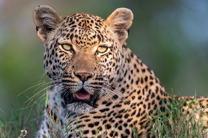 Leopard, Kruger Shalanti, Kruger National Park, South Africa