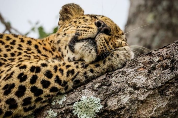 Leopard, Kirkman's Kamp, Sabi Sands Game Reserve, Greater Kruger, South Africa