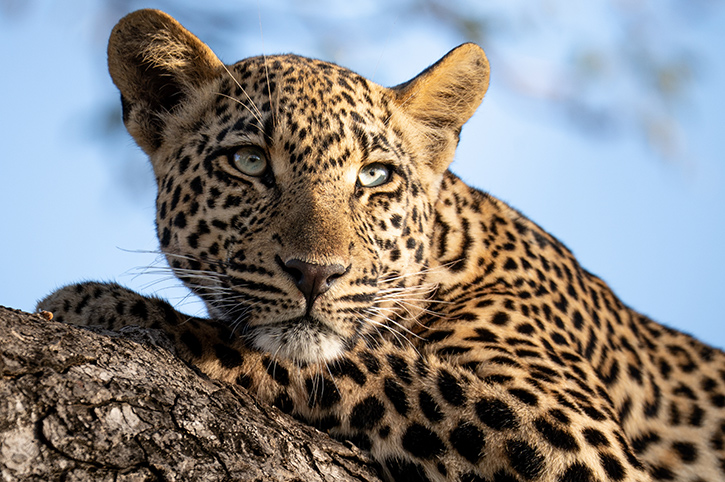 Leopard in a tree, Lion Sands, South Africa