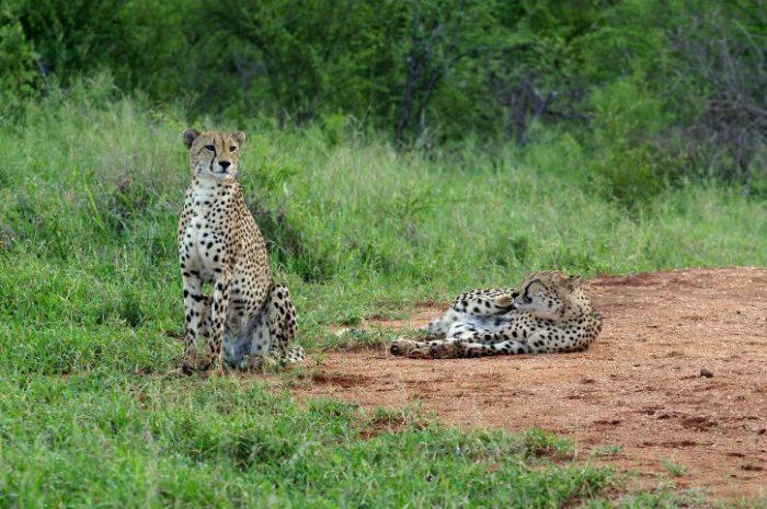 Leopard, Makalali Private Game Reserve, Greater Kruger, South Africa