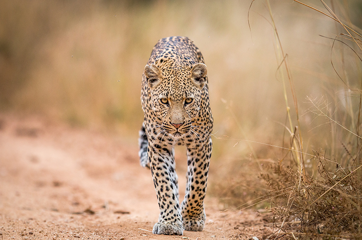 Leopard, Kruger National Park