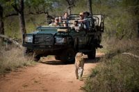 Leopard on a Game Drive, Tengile River Lodge, Sabi Sands Game Reserve, Greater Kruger, South Africa