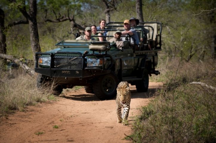 Leopard on a Game Drive, Tengile River Lodge, Sabi Sands Game Reserve, Greater Kruger, South Africa