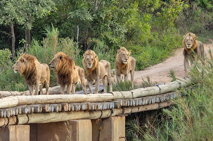Lions crossing a bridge, Lion Sands Game Reserve, Sabi Sands, Kruger, South Africa