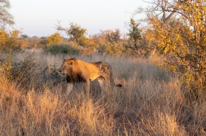Lion in Timbavati Private Nature Reserve, Greater Kruger, South Africa