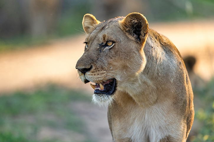 Lioness, Lion Sands, South Africa