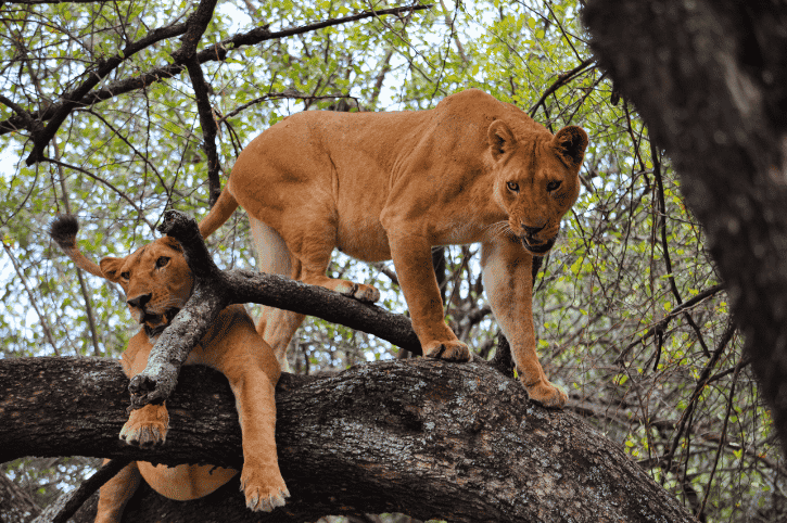 Lions, Lake Manyara, Tanzania