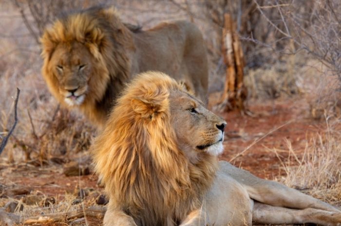 Lions, Madikwe Game Reserve