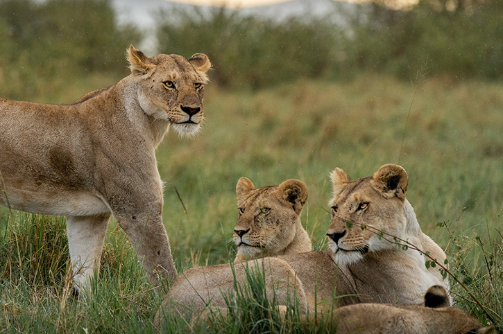 Lions, Masai Mara National Reserve