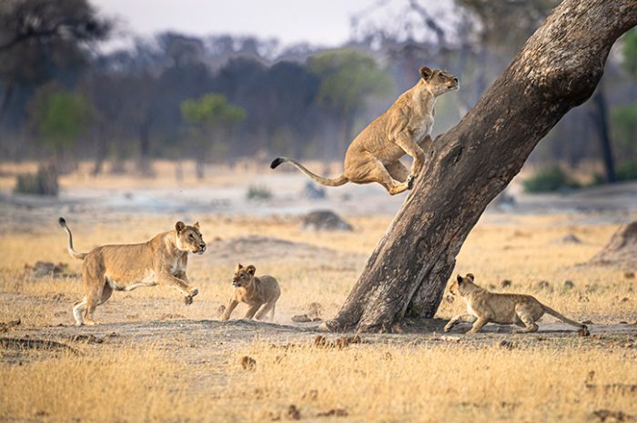Lions, Zimbabwe