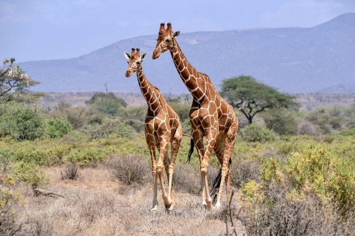 Madikwe Game Reserve, South Africa