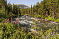 Maligne River, Jasper National Park, Canada