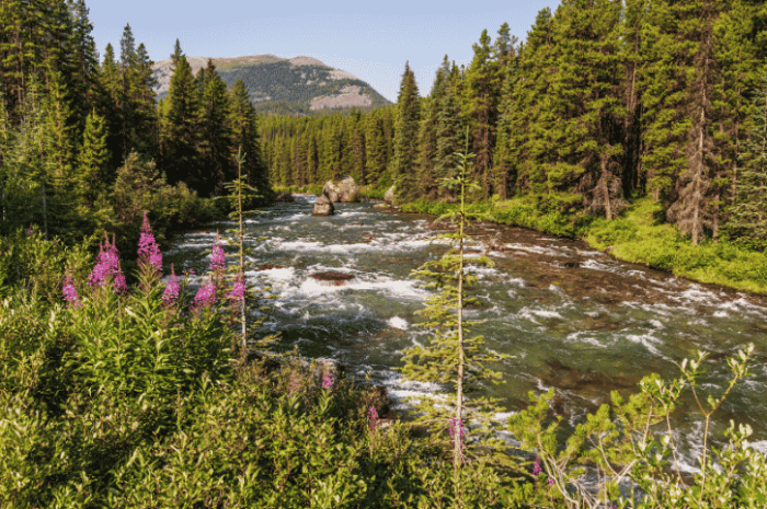 Maligne River, Jasper National Park, Canada