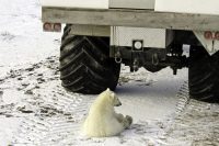 Polar Bear, Tundra Buggy, Canada
