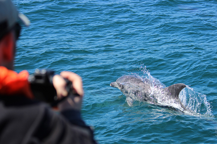 Dolphin watching, Marine 'Big 5' Safari, Grootbos Nature Reserve, Western Cape, South Africa