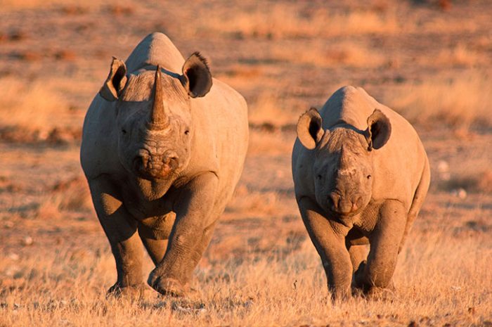 Mother And Baby Rhino, Namibia