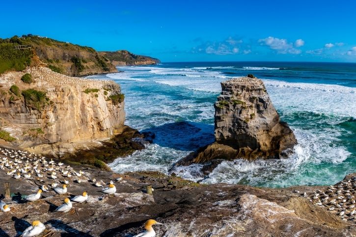 Muriwai Gannet Colony, Auckland Region, North Island, New Zealand