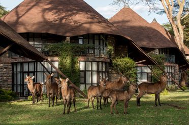 Waterbuck in front of the guest rooms at Lake Naivasha Sopa Lodge, Kenya
