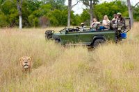 Game Drive, Notten's Bush Camp