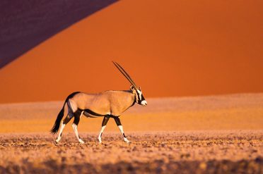 Oryx, Sossusvlei