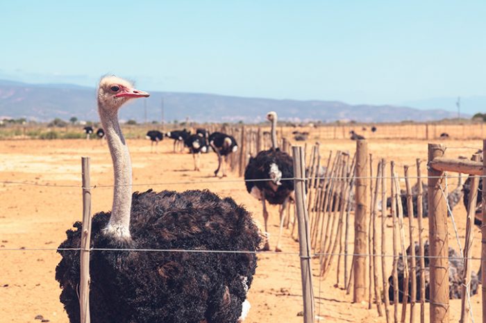 Ostrich farm in Oudtshoorn, South Africa
