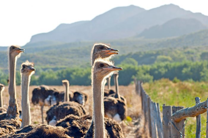 Ostrich farm in Oudtshoorn, South Africa