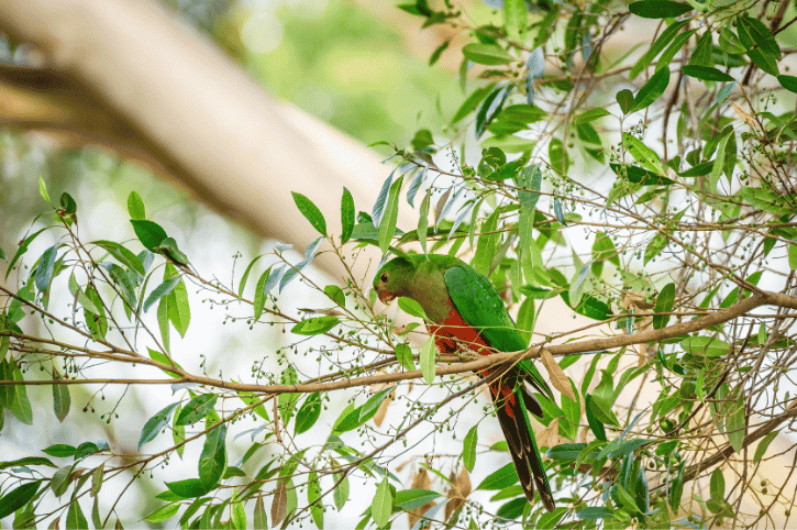 Parrot, Kings Park, Perth