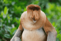 Proboscis Monkey, Borneo