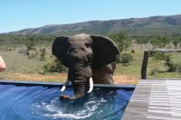 Msenge Bush Lodge, Pumba Private Game Reserve