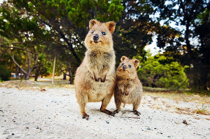 Quokkas, Rottnest Island