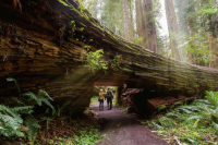 Redwoods, Prairie Creek Redwoods State Park, California