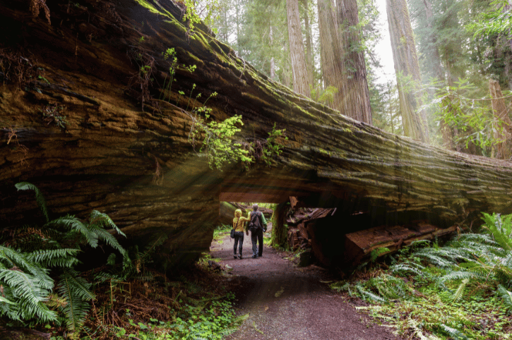 Redwoods, Prairie Creek Redwoods State Park, California