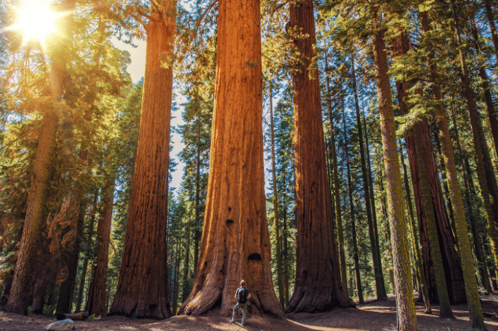 Redwoods National Park, California