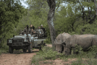 Rhino, Kapama River Lodge