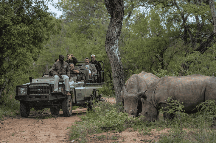 Rhino, Kapama River Lodge