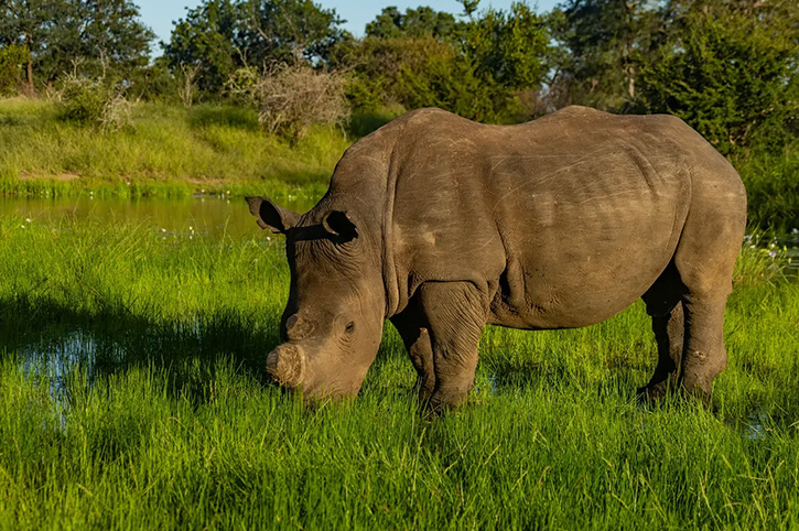 Rhino, Lion Sands, South Africa
