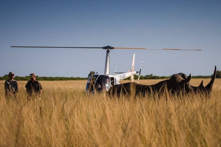Rhino Notching Experience, Ngala Private Game Reserve, Timbavati, Greater Kruger, South Africa
