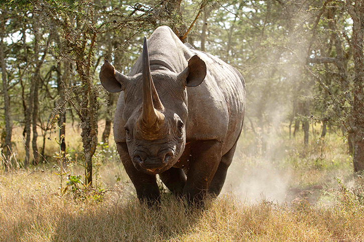 Rhino, Ol Pejeta Sanctuary