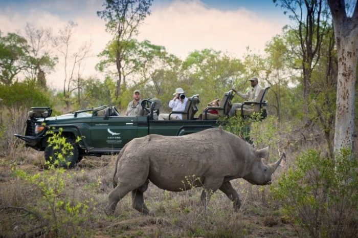 Rhino on a Game Drive, Tengile River Lodge, Sabi Sands Game Reserve, Greater Kruger, South Africa