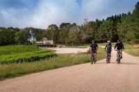 Adelaide Hills Gourmet Food & Wine by E-Bike Tour