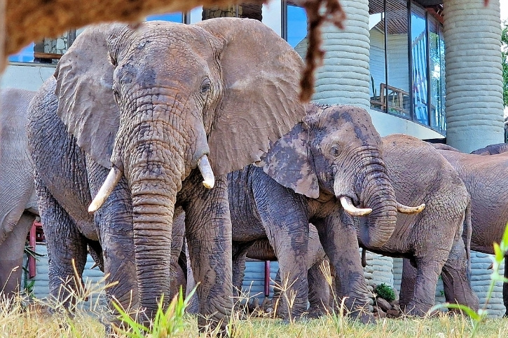 Salt Lick Safari Lodge, Kenya