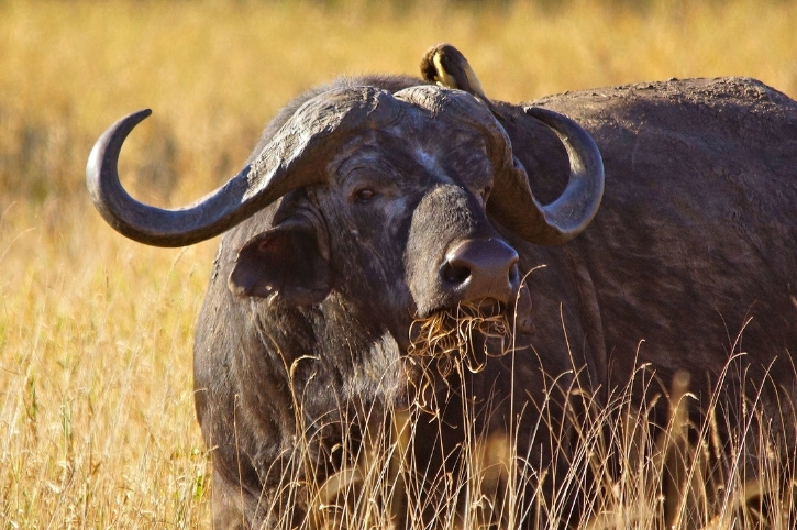 Salt Lick Safari Lodge, Kenya