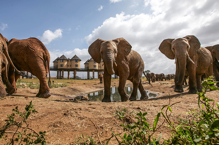 Sarova Salt Lick Lodge Elephants