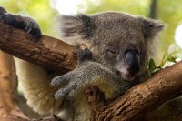 Sleepy Koala, Australia Zoo, South Queensland