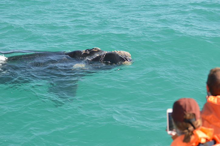 Viewing Southern Right Wales, Marine 'Big 5' Boat Safari, Grootbos Nature Reserve, Western Cape, South Africa