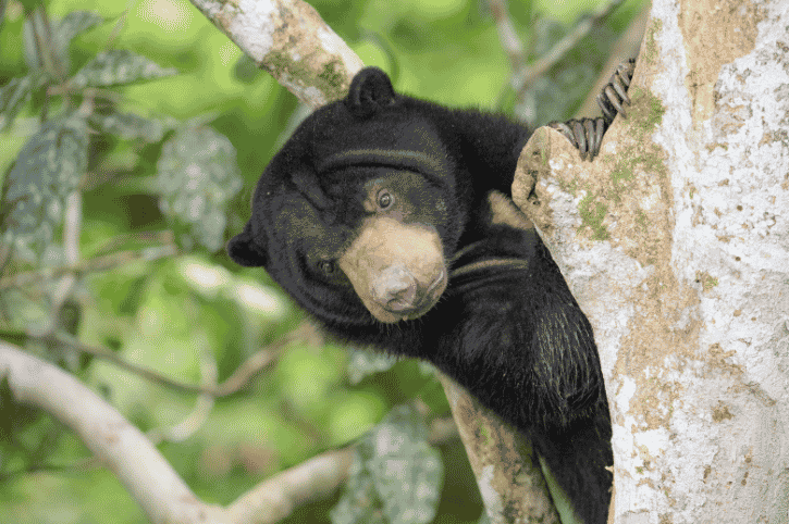 Sun Bears, Borneo