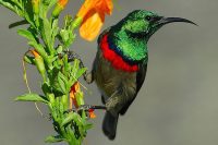 Sunbird, Grootbos Nature Reserve, Western Cape, South Africa