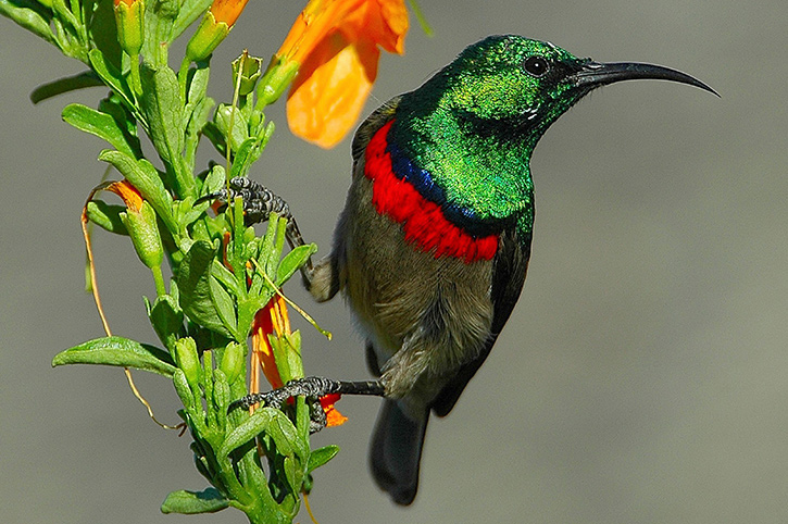 Sunbird, Grootbos Nature Reserve, Western Cape, South Africa